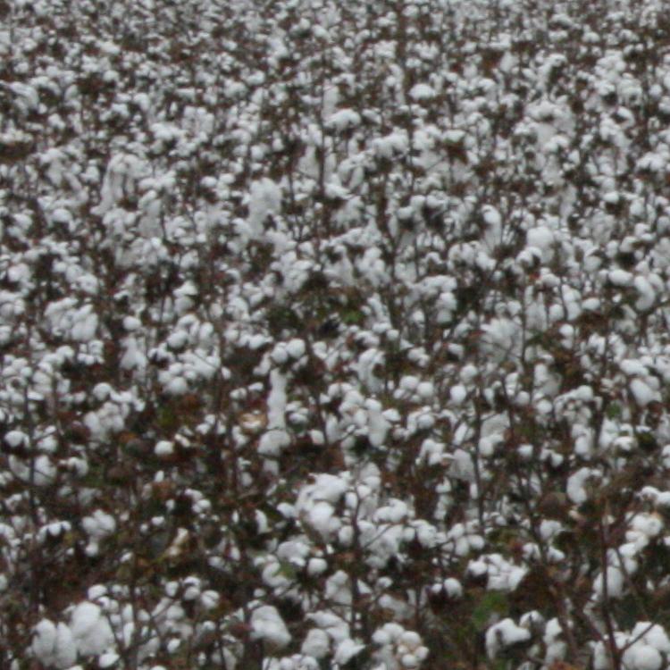 Georgia Cotton Commission announces annual meeting speakers